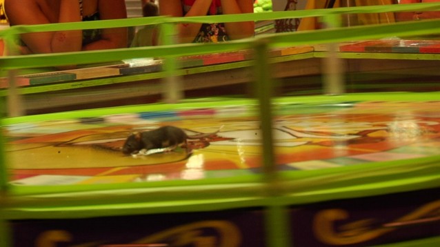 livemouse game